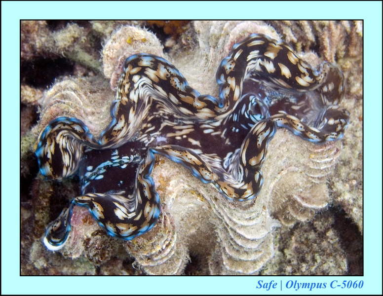 2006 - 07 - Perhentian - Plongee 232